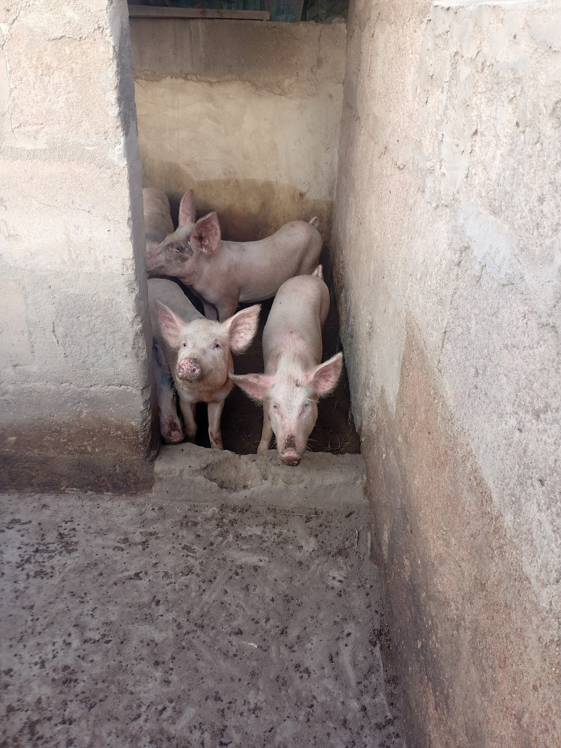 Porcos fotografados em um cercado